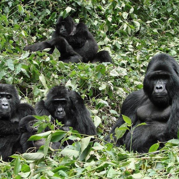 Bwindi Impenetrable Forest Reserve - Uganda