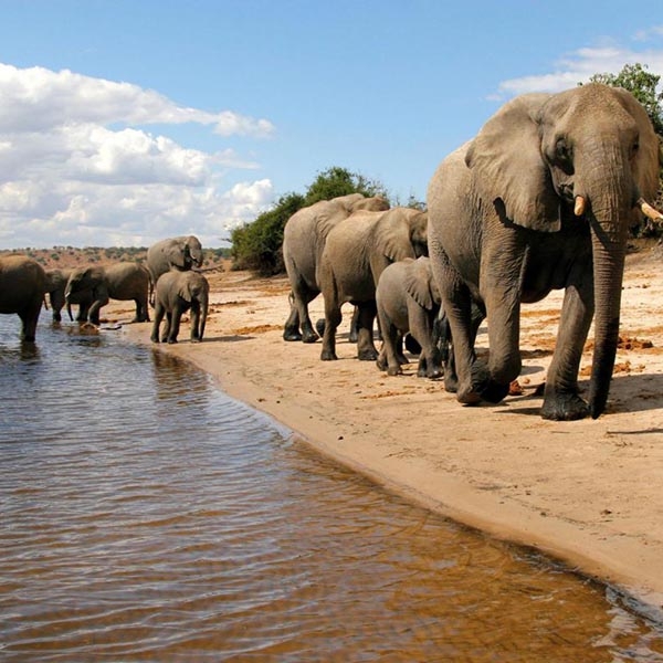 Chobe National Park - Botswana