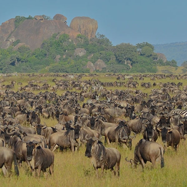 Masai Mara National Reserve - Kenya