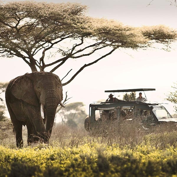 Serengeti - Tanzania