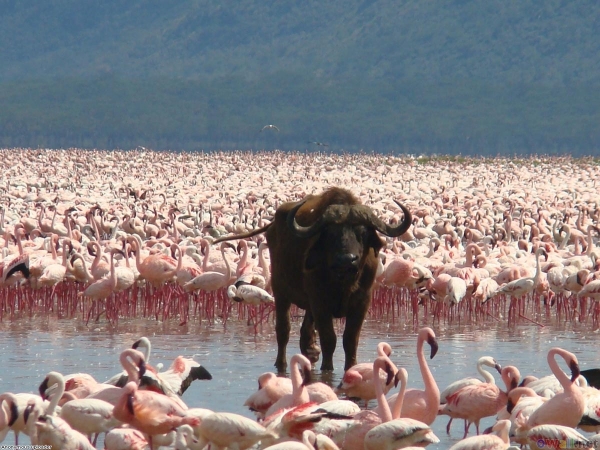 Lake Nakuru National Park