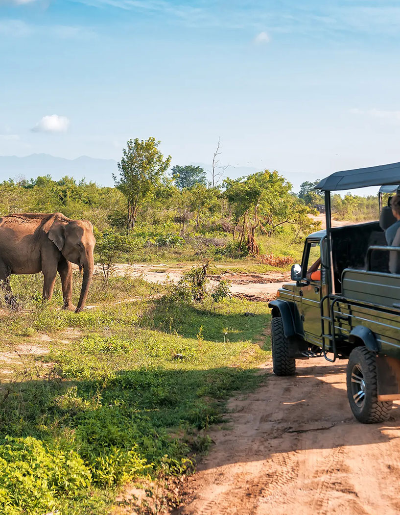 Park Safaris